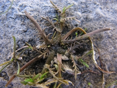 Leptinella maniototo