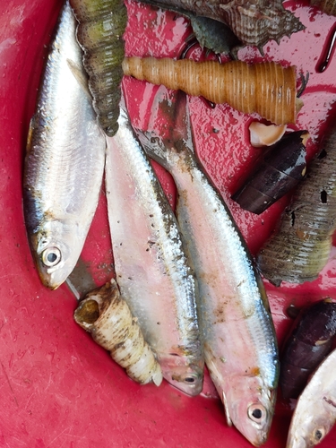Bleeker's smoothbelly sardinella (Amblygaster clupeoides) — Clupeidae — 2