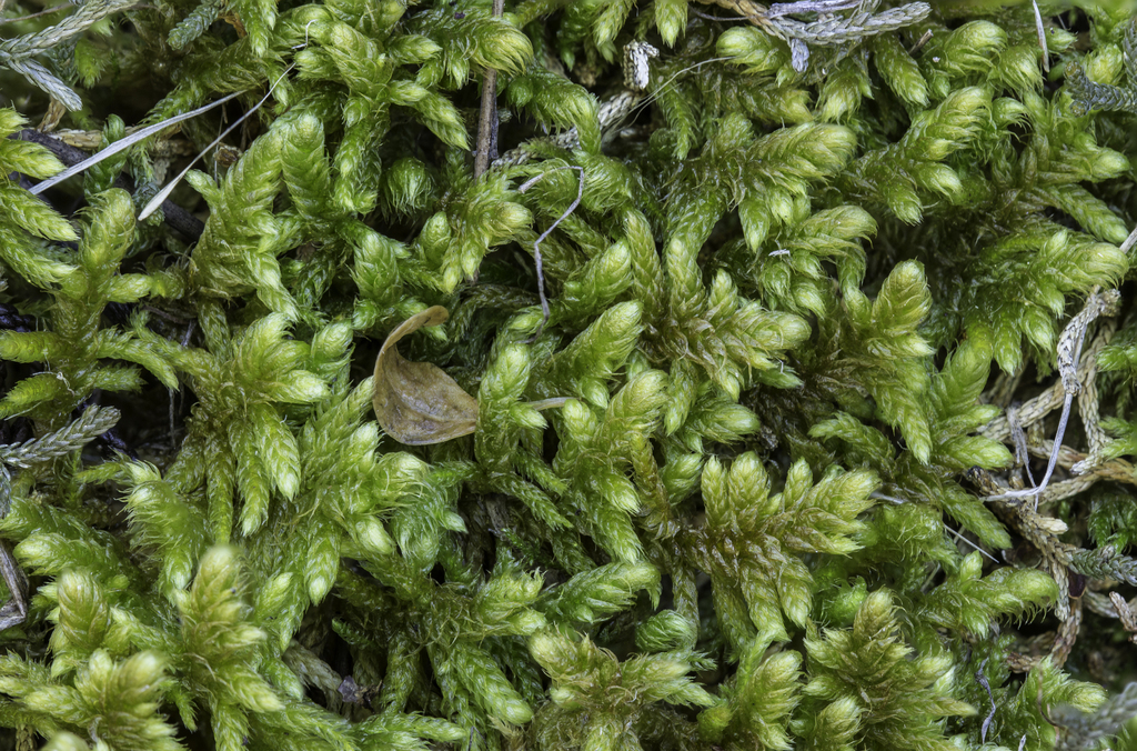 Rhytidiaceae