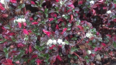 Alternanthera paronychioides