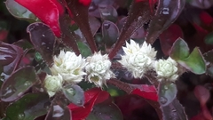 Alternanthera paronychioides