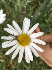 Novaranea queribunda