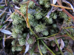 Kelleria paludosa