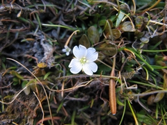 Epilobium angustum