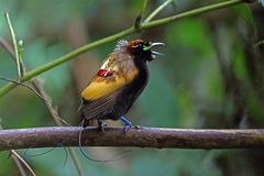 Magnificent Bird-Of-Paradise photo 1