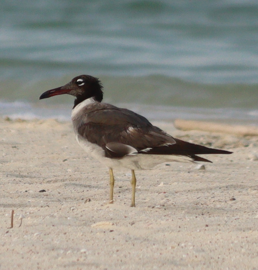 White-eyed Gull (Ichthyaetus leucophthalmus)
