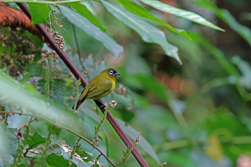 Capped White-eye (Zosterops fuscicapilla), photo 4