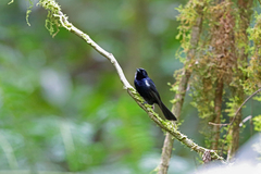 Black Monarch photo 1