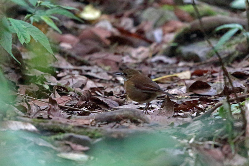 Lesser Ground Robin (Amalocichla incerta), photo 8