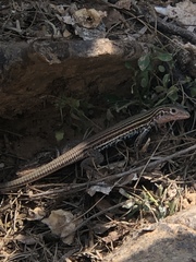 Aspidoscelis gularis