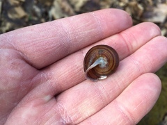 Webbhelix multilineata