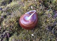 Webbhelix multilineata