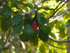 Drepanis coccinea