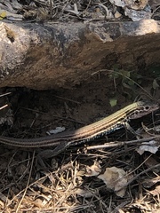 Aspidoscelis gularis