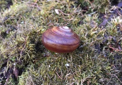 Webbhelix multilineata