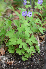 Geranium platyanthum