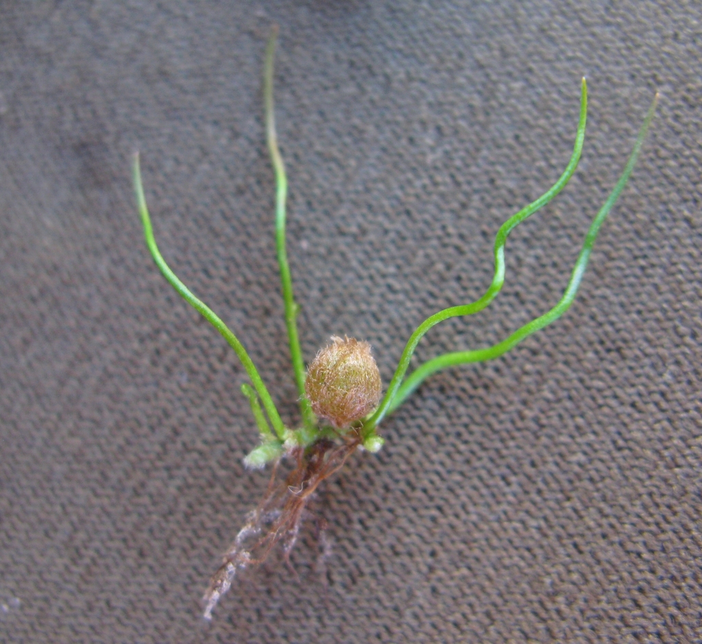 Pilularia novae-hollandiae