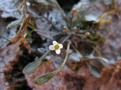 Cardamine mutabilis
