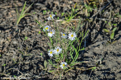 Chaetopappa ericoides