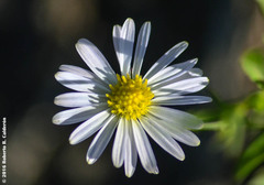 Chaetopappa ericoides