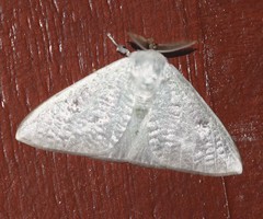 Arctornis poecilonipha
