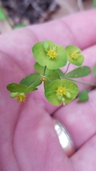 Euphorbia roemeriana