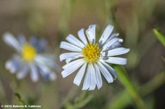 Chaetopappa ericoides