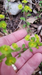 Euphorbia roemeriana