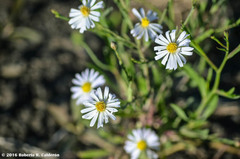 Chaetopappa ericoides
