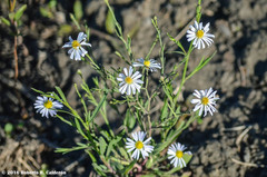 Chaetopappa ericoides