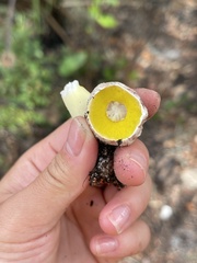 Media resource of Aureoboletus auriporus