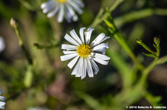Chaetopappa ericoides