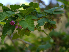Rubus hawaiensis