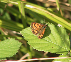 Lycaena rauparaha
