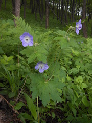 Geranium platyanthum