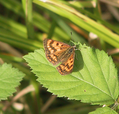 Lycaena rauparaha