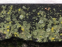 Physciella chloantha