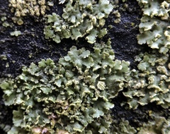 Physciella chloantha