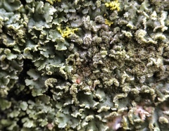 Physciella chloantha