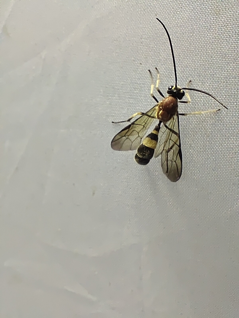 Sphinctus pilosus