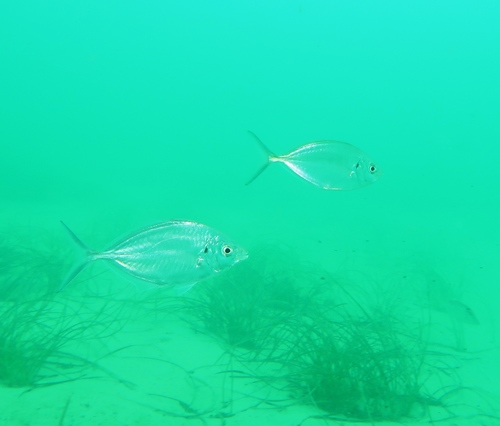 Sand trevally (Pseudocaranx wrighti) — Carangidae — 5