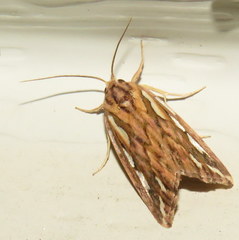 Meyrickella torquesauria