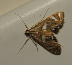 Margarosticha euprepialis