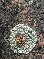 Lecanora sierrae