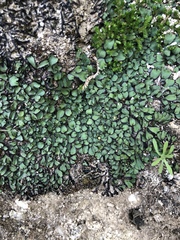 Targionia hypophylla