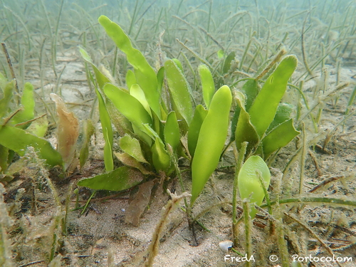 Photo of Leafy caulerpa (Caulerpa prolifera)