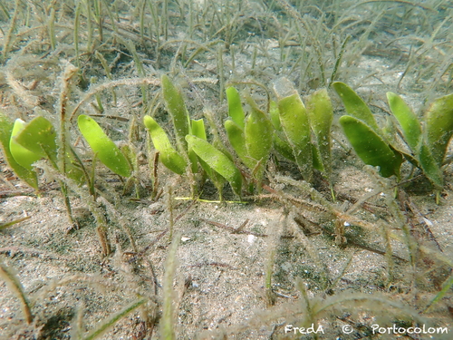 Photo of Leafy caulerpa (Caulerpa prolifera)