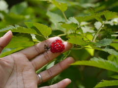 Rubus hawaiensis