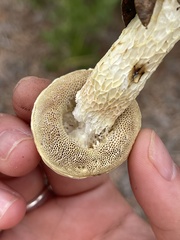 Austroboletus subflavidus image