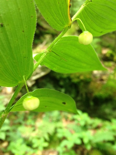 Northville-Placid Trail